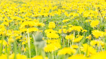 A lot of yellow dandelions on green grass