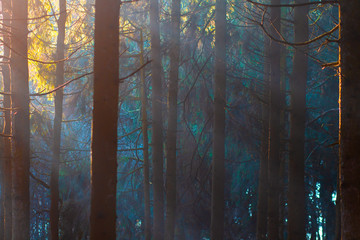 Mystic forest in sunlight. Trees in woodland