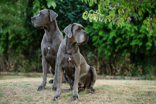 Deutsche Doggen