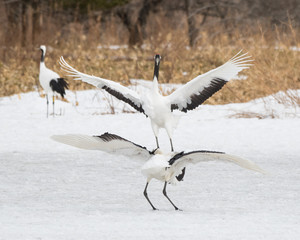 Red-crowned cranes dancing in Turui Village, Hokkaido, Japan.