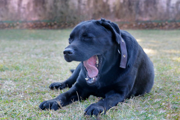 Black labrador dog setting, feel sleepy yawning