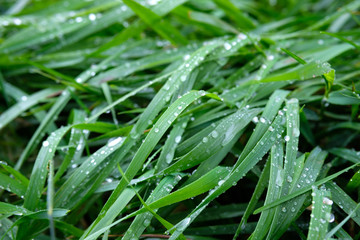 green fresh grass on which drops after rain, bent from heavy rain