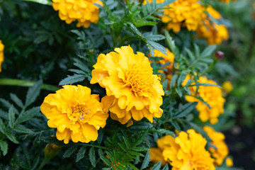bright yellow marigold flowers on a background of green grass and other flowers