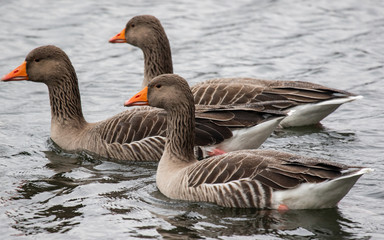 Three Greylag Geese swim in formation