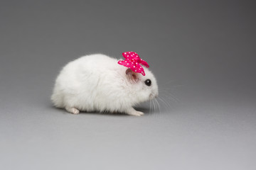 Cute hamster girl with pink bow on Valentines day on gray background postcard