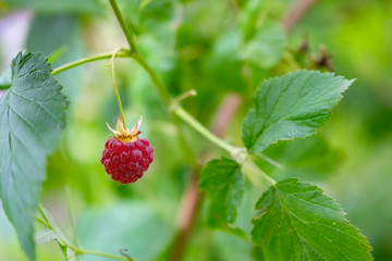 raspberries growing in the wild are not garden, forest raspberries