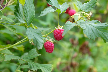 three raspberry berries growing nearby on a green branch, raspberry garden in summer under