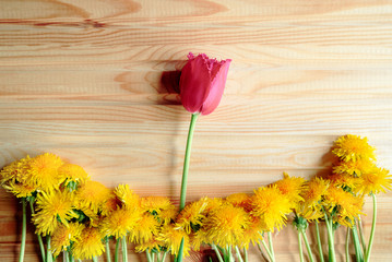 not to be like everyone, stand out from the crowd, on a wooden table lie a red tulip and yellow...