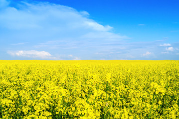 right combination of colors in nature - the blue sky and yellow earth. flowering rape.