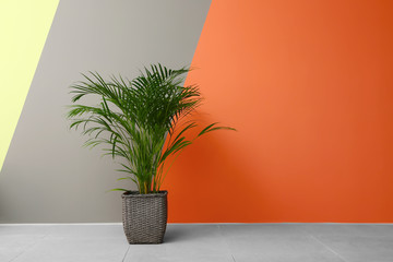 Decorative Areca palm near color wall