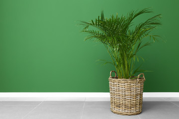 Decorative Areca palm near color wall