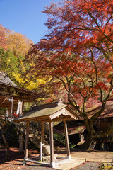 Obraz premium 紅葉するカエデ