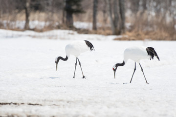 Red-crowned cranes feeding in Tsurui Village of Hokkaido, Japan.