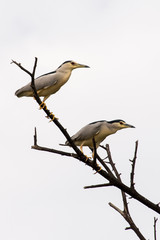 Bihoreau gris,.Nycticorax nycticorax, Black crowned Night Heron