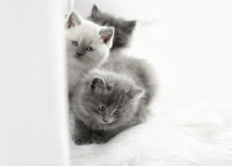 Cute little kittens on window sill