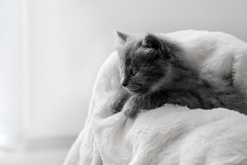 Cute little kitten on soft plaid