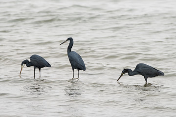 Aigrette des récifs, phase sombre, Egretta gularis, Western Reef Heron
