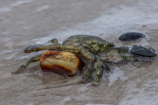 ostseekrabbe mit bernstein