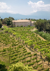 Fototapeta na wymiar Vineyard near the monastery in Monte Cassino. Italy