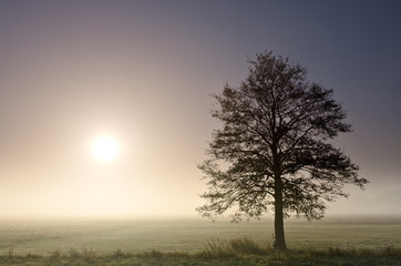 Fototapeta na wymiar A lonely tree in a early morning mist and with the sun