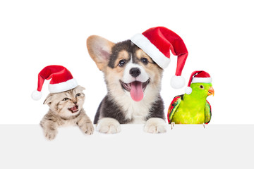 Group of pets in red christmas hats above empty white board. isolated on white background. Empty space for text