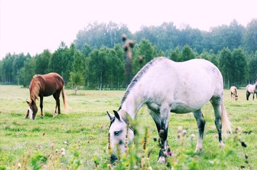 horses