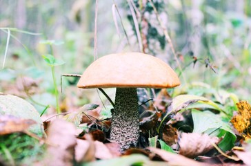 mushroom in forest
