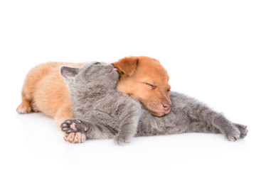 tender kitten licks a sleeping puppy. isolated on white background