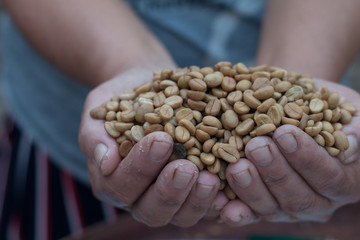 Farmer's Hand holding coffee beans, Cleaning raw coffee seed process
