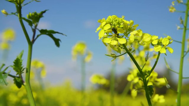 Yellow flowers of mustard sinapis blooming field