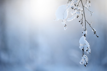 Frost and snow covered alder tree branches