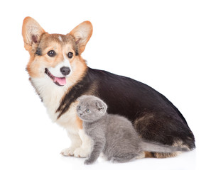 corgi puppy sitting with tiny kitten in side view. Isolated on white background