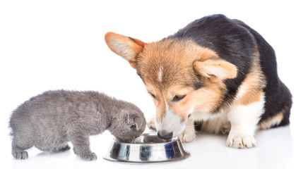 corgi puppy and kitten eat together from one bowl. isolated on white background