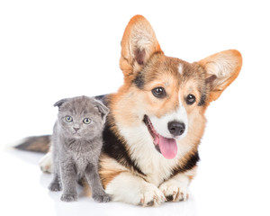 Corgi puppy and tiny kitten looking at camera together. Isolated on white background