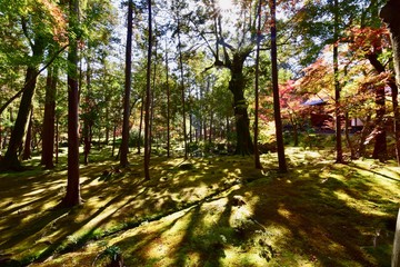 Obraz premium 京都の紅葉と苔の苔寺