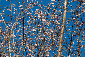 京都ぶらり、鞍馬あたりで見事な紅葉と寒桜