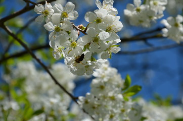 white flowers in spring