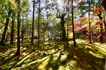 京都の紅葉と苔の苔寺
