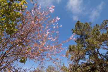 Wild Himalayan Cherry spring blossom with blue sky background