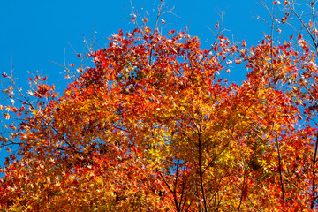 京都ぶらり、鞍馬あたりで見事な紅葉と寒桜