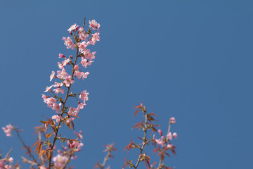 Wild Himalayan Cherry spring blossom with blue sky background