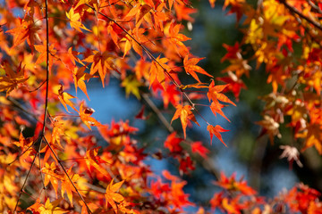 京都ぶらり、鞍馬あたりで見事な紅葉と寒桜
