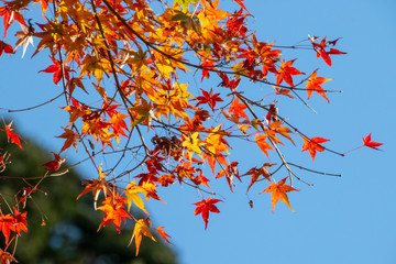 京都ぶらり、鞍馬あたりで見事な紅葉と寒桜