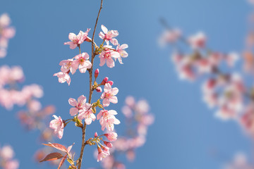 Wild Himalayan Cherry spring blossom with blue sky background