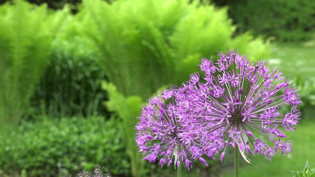decorative purple garlic flower in garden. Focus change. 4K