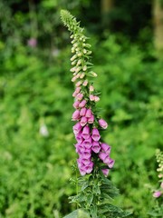 Foxglove flower © Pefkos