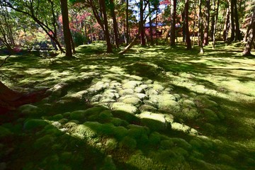 京都の紅葉と苔の苔寺