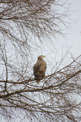 White-tailed eagle in Akan area of Kushiro city, Hokkaido, Japan.