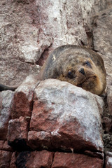 Quiet and relaxed yet watchful, a large bull sea lion observes from his position of height up on the rocks. portrait orientation.