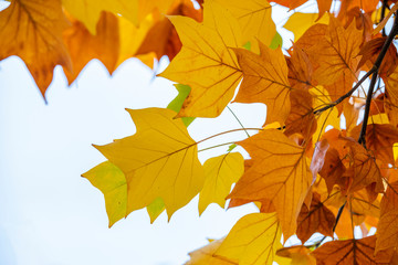 yellow colors of autumn